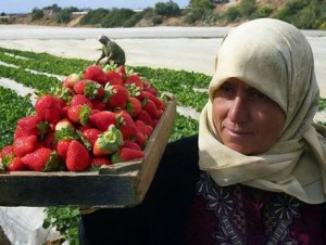 Água escassa, cara e de má qualidade prejudica a agricultura em Gaza