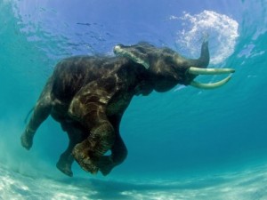 Elefante nada em lago africano. Vítima da caça ao marfim                  (foto Jeff Yonover) - See more at: http://www.ambientelegal.com.br/trafico-de-animais-silvestres-ha-saida/#sthash.t9HMnlH9.dpuf