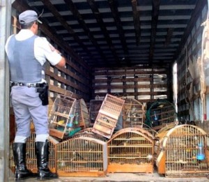 Apreensão de carga ilegal de animais silvestres