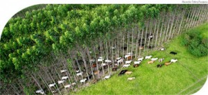 Taxa de perda líquida de florestas, incluí reflorestamento