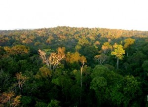 Floresta para Compensação Ambiental