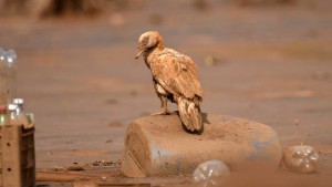 Biodiversidade, a grande vítima da barragem da Samarco. Indícios de que os valores arrecadados pela taxa estadual, não foram aplicados na fiscalização ambiental.