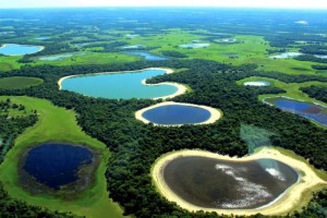 Bioma peculiar - cerrado, vegetação de estepe em terreno alagadiço... pleno de vida.