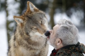 O zoologo alemão Werner Freund interagindo com os lobos da alcateia que ele lidera (exatamente, o zoologo foi "eleito" líder da alcateia pelos lobos...). (foto: Lisi Niesner)