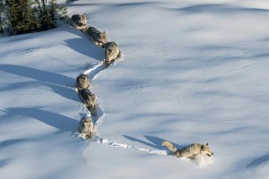 levando a cria para novos campos de caça... (foto: Aaron Huey - National Geographic Magazine)