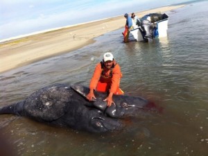 Baleias cinzas siamesas... encontradas no litoral do México