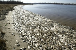 Sardinhas mortas na Costa americana