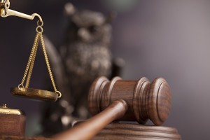 Law concept, owl in a judge gavel concept